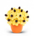 Frutta Girasole